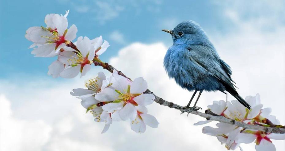 texte alternatif